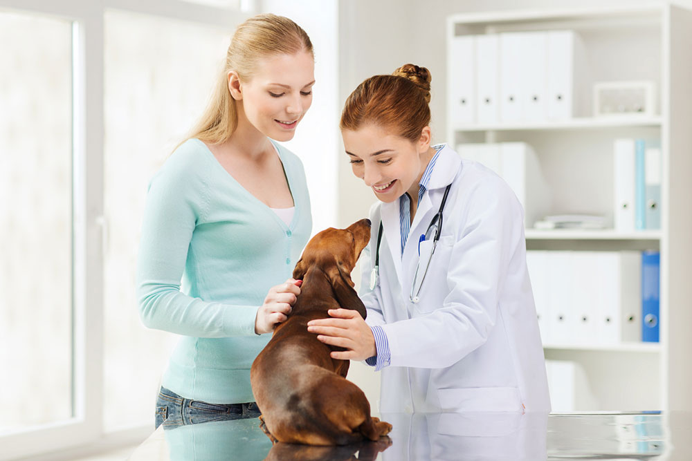 Benefits and Basics of Pet Care