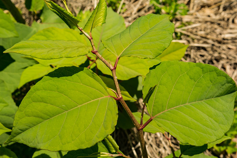 4 Ways to Permanently Get Rid of Knotweed