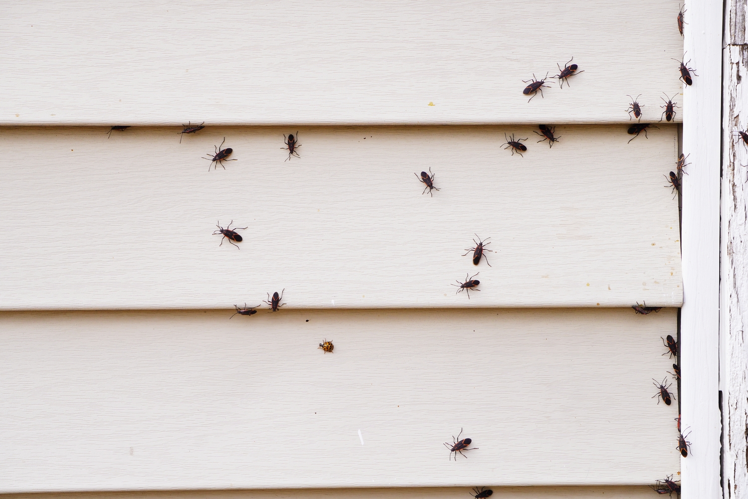 8 Ways to Get Rid of Boxelder Bugs