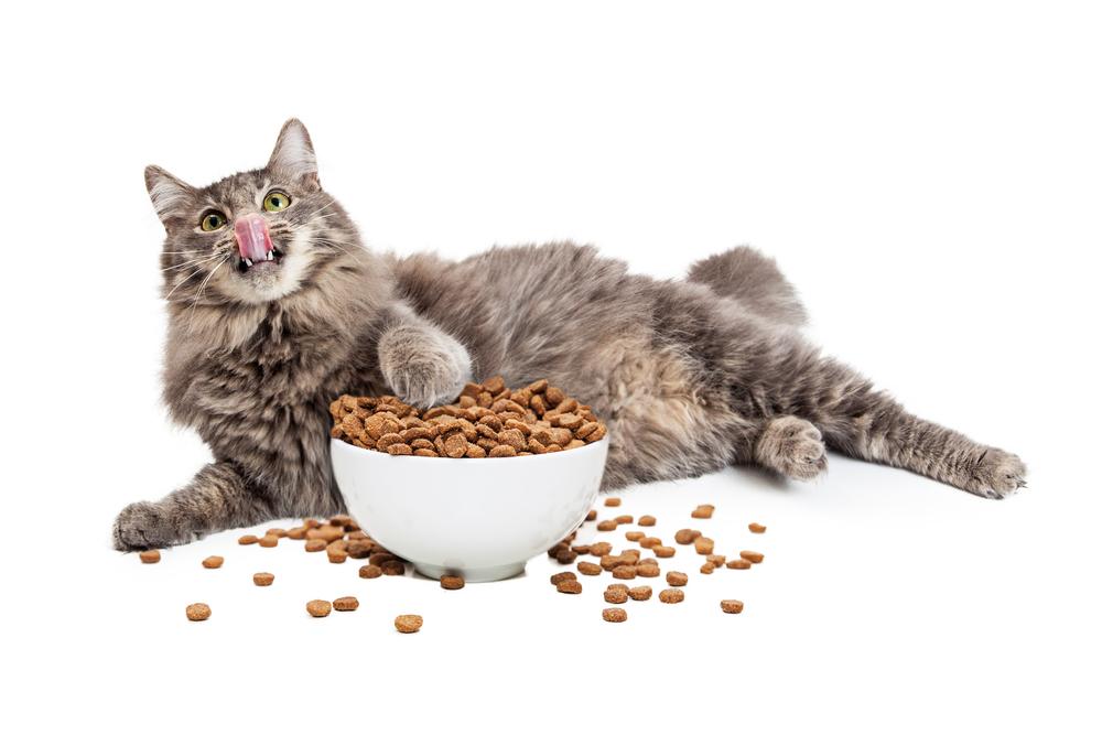 How to choose the right food for your cat