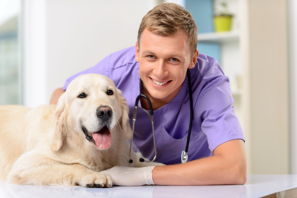 Keep Your Furry Friends Covered With Pet Insurance