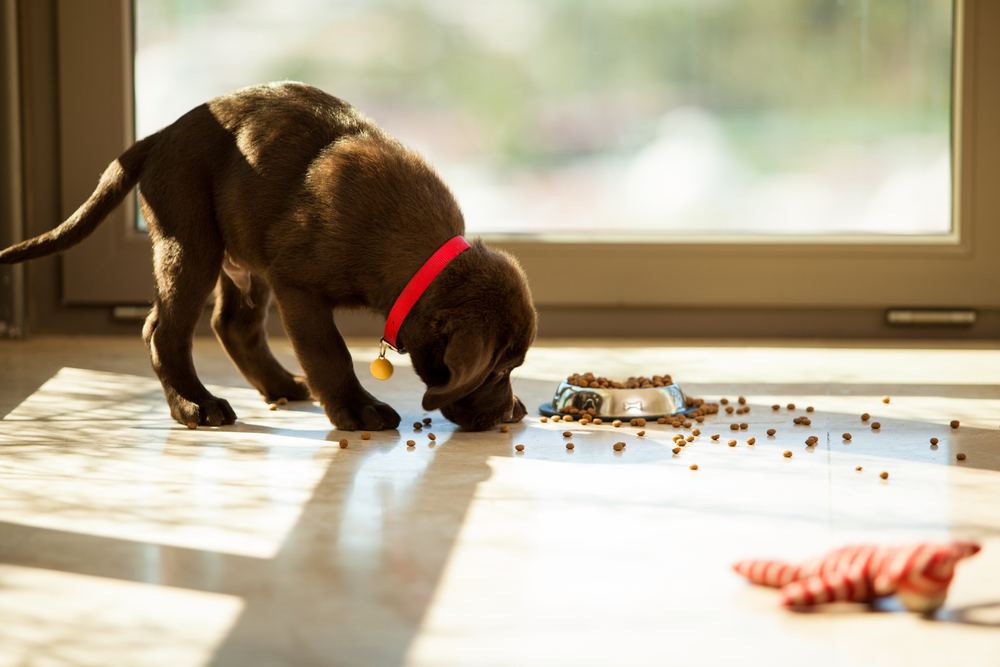 Tips to Choose the Best Puppy Food