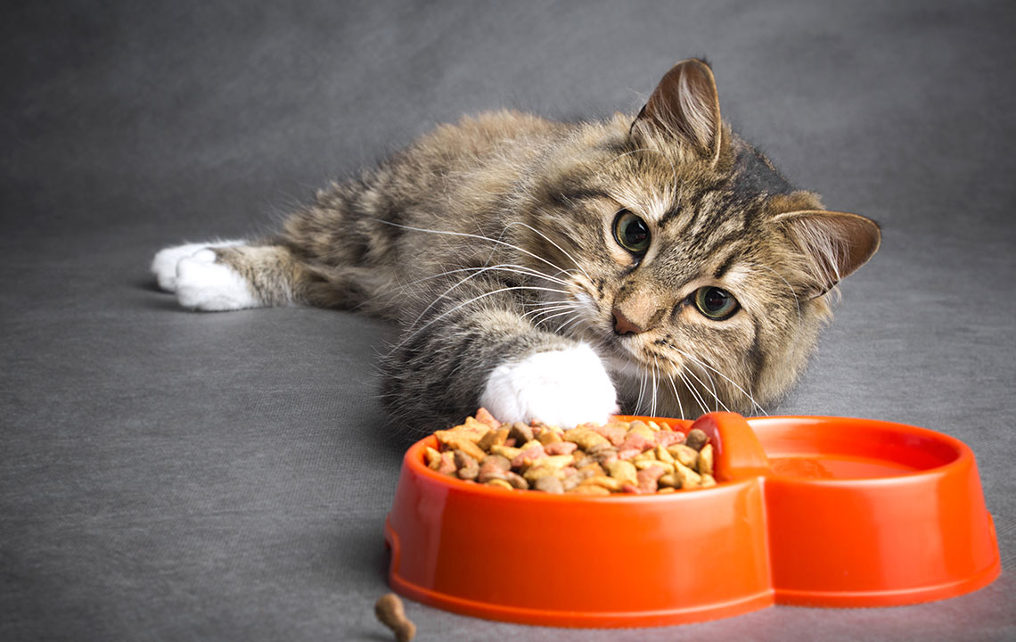 Top Foods for Cats with Sensitive Skin