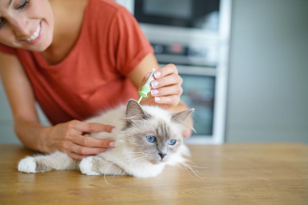 Top 10 Flea Control Treatments And Methods