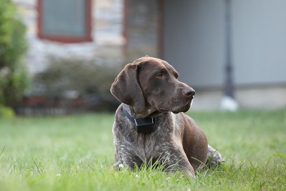 Top 3 invisible dog fences