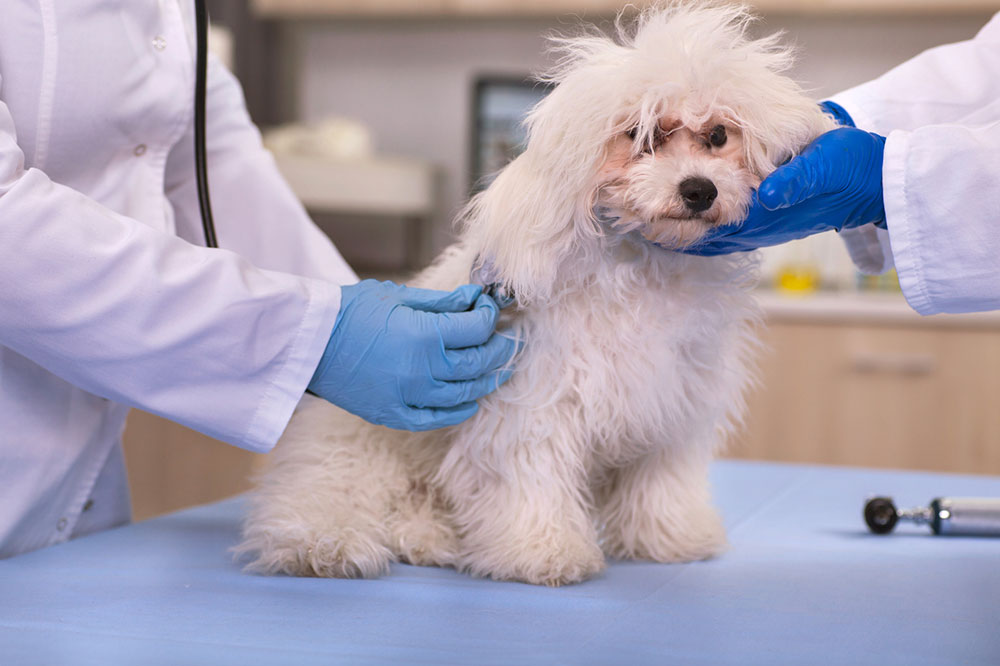 5 top-rated insurance providers to safeguard your pet