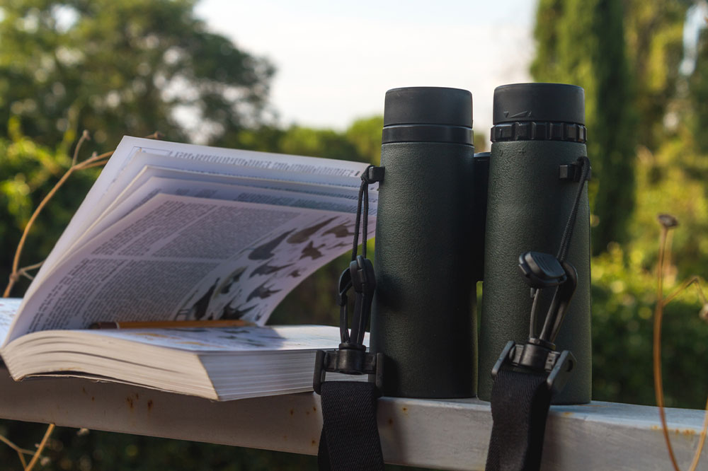 Bird Identification &#8211; Top Tools, Tips, and Benefits